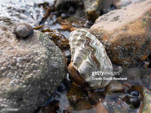 Whitstable Shellfish Whitstable Native Oysters Photos and Premium High Res Pictures - Getty ...