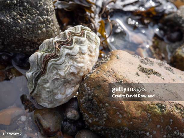 Whitstable Shellfish 31 Whitstable Native Oysters Stock Photos, High-Res Pictures, and ...