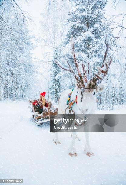 junge frau genießen die reinde-schlittenfahrt durch die verschneiten in lappland, finnland - rentier stock-fotos und bilder