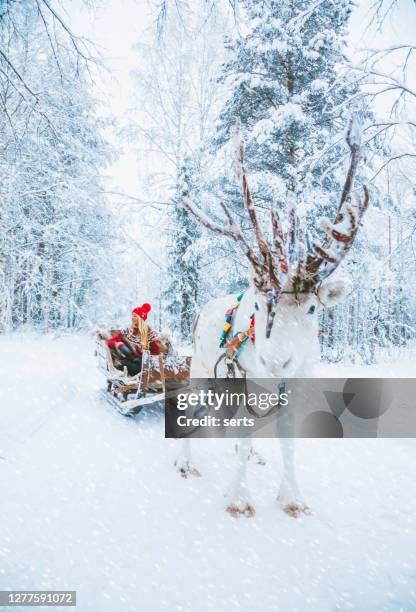 若い女性はラップランド、フィンランドで雪の中をトナカイのそりに乗って楽しむ - finland ストックフォトと画像