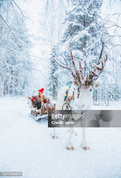 young woman enjoy the reindeer sleigh ride through the snowy in lapland, finland - claus lange stock pictures, royalty-free photos & images