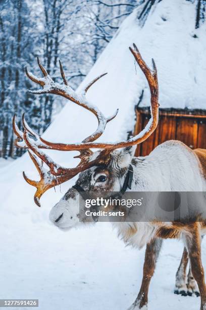 rendieren die zich op een sneeuw tegen schuilplaats lapland (lavvu) in finland bevinden - reindeer stockfoto's en -beelden