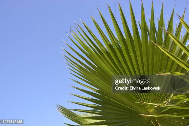 california fan palm close-up - ワシントンヤシ属 ストックフォトと画像