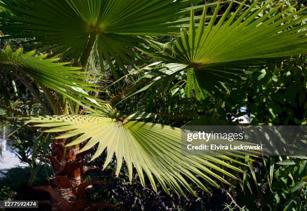 california fan falm full frame - waaierpalm stockfoto's en -beelden