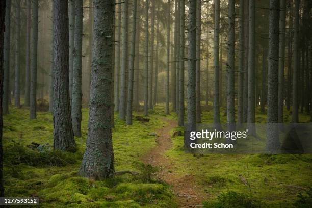 spruce forest with a narrow path in fog in autumn - forest sweden stock pictures, royalty-free photos & images