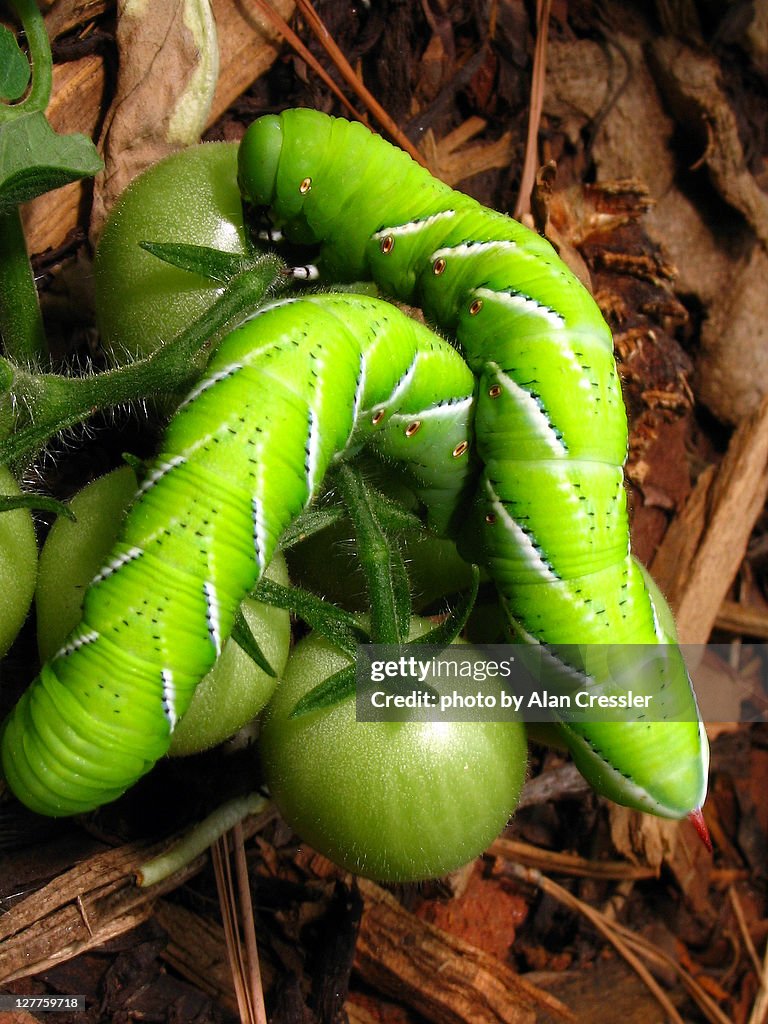 Manduca sexta