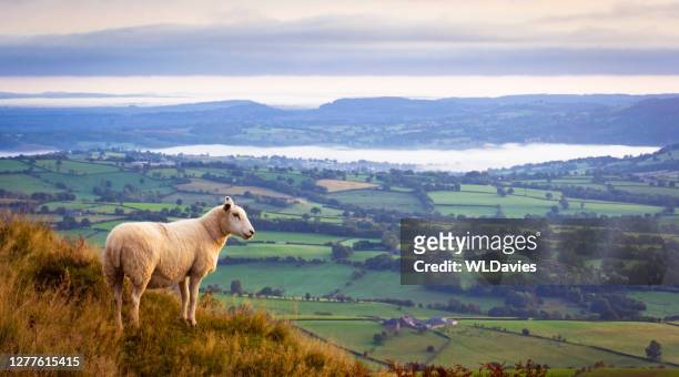 sheep above misty countryside - sheep stock pictures, royalty-free photos & images
