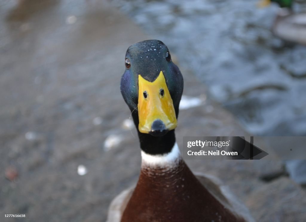 Duck head