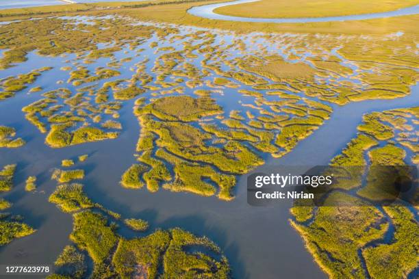 swamps and marshes of georgia - tidal marsh stock pictures, royalty-free photos & images