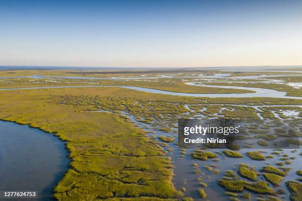 swamps and marshes of georgia - tybee island stock pictures, royalty-free photos & images