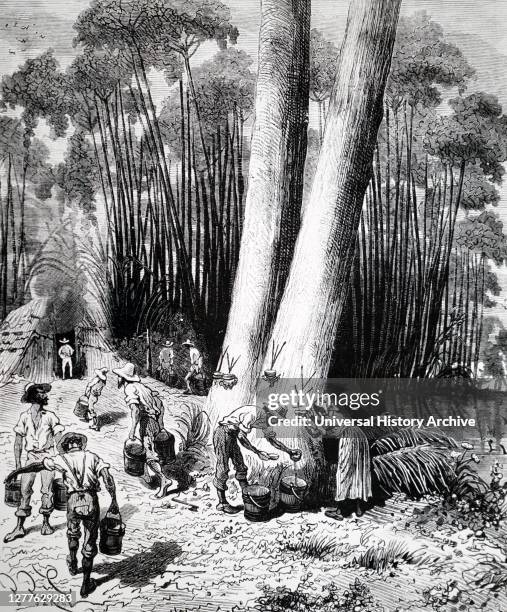 Engraving depicting the collection of latex from a rubber tree in the Brazilian forest.