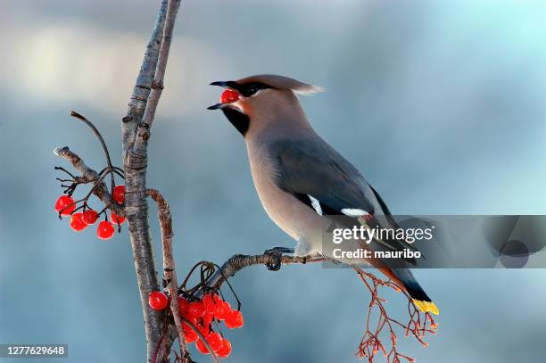 böhmischewachsflügel mit ruderbeeren (bombycilla garrulus) - seidenschwanz vogelart stock-fotos und bilder