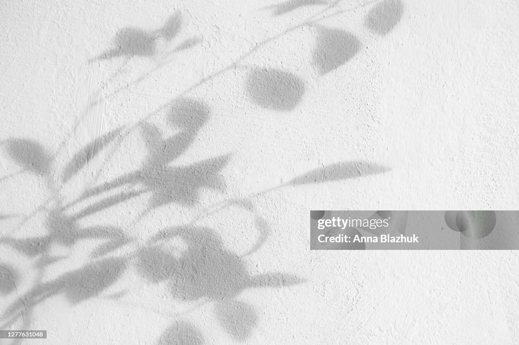 Bush leaves shadow over textured white wall. Trendy photography effect for design, overlays. Plant shadows.