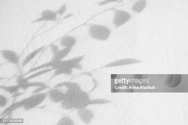 bush leaves shadow over textured white wall. trendy photography effect for design, overlays. plant shadows. - light natural phenomenon foto e immagini stock