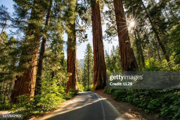 carretera entre secuoyas - parque estatal fotografías e imágenes de stock