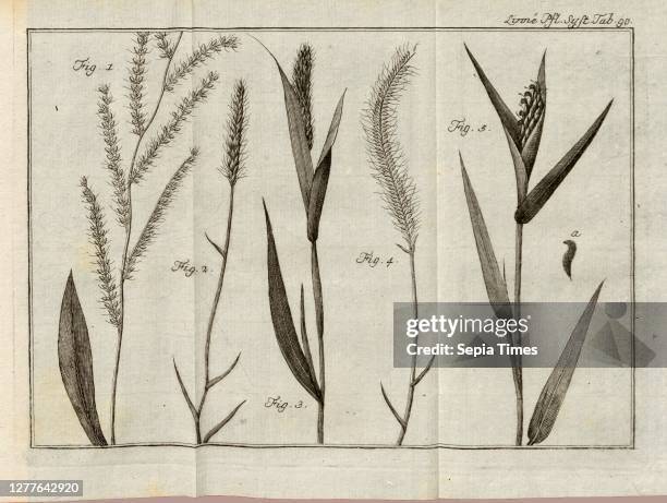 Panicum compositum from Zeylon, Fig. 2: A new species, hitherto unknown, first described by Mr. Houttuyn under the name Phleum indicum, belonging to...
