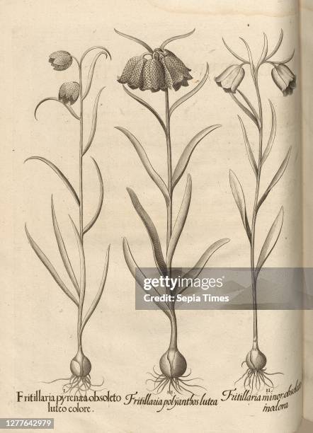 Fritillaria pyrenaea obsoleto luteo color, Fritillaria polyanthos lutea, Fritillaria minor obsoleto modora, Chess Flowers, Copperplate, p. 132,...