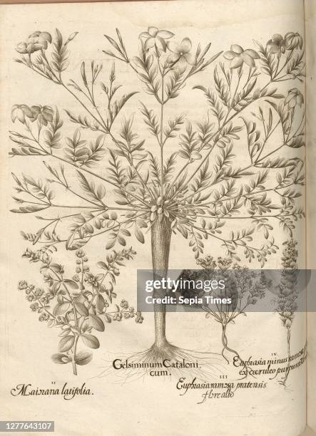 Maiorana ... Gelsiminum ... Euphrasia ..., Eyebright, Copperplate, p. 328, Besler, Basilius; Jungermann, Ludwig Basilius Besler: Hortus Eystettensis...