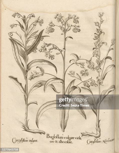 Cynoglossum vulgare, Buglossum vulgare violaceo & albocolore, Cynoglossum Narbonense, Dog's Tongue, Copperplate, p. 535, Besler, Basilius;...