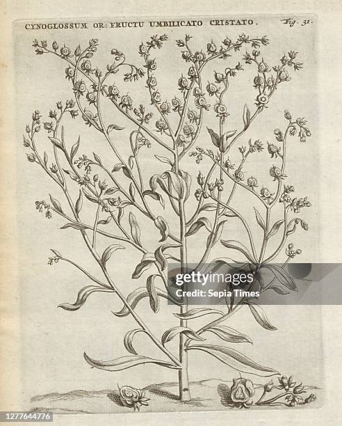 Cynoglossum east Buglossum Folia umbilicato cristato, Paracaryum cristatum , signed: P.S. , Fig. 31, after p. 30, p. 100, Sluyter, P. Caspari...
