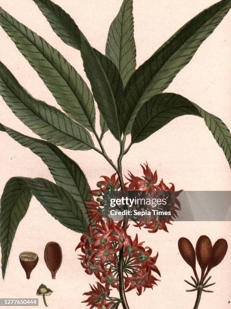 Tree of mastiff, Flowers and fruits of the mast tree = Polyalthia Longifolia , Signed: P. Sonnerat pinx, Poisson sculp, Pl. 131, before p. 233 ,...