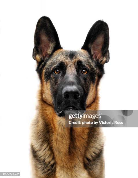 german shepherd - german shepherd portrait stock pictures, royalty-free photos & images