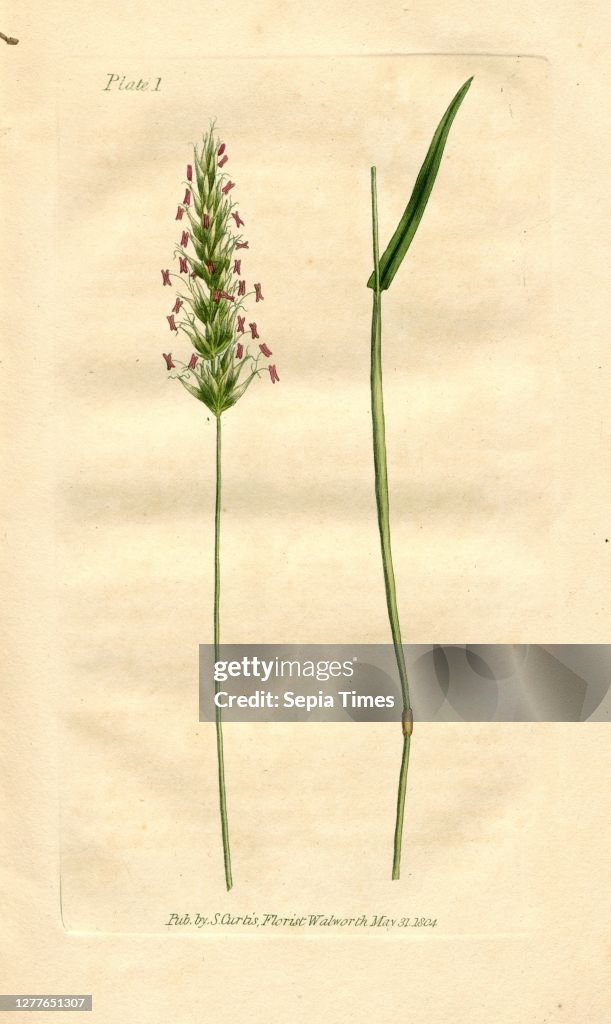 Sweet-scented Vernal-Grass