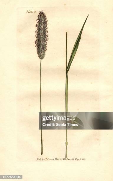 Meadow Fox-Tail Grass, Alopecurus pratensis , signed: Pub., by S. Curtis, Plate 2, to p. 6, Curtis, S. , William Curtis: Practical observations of...