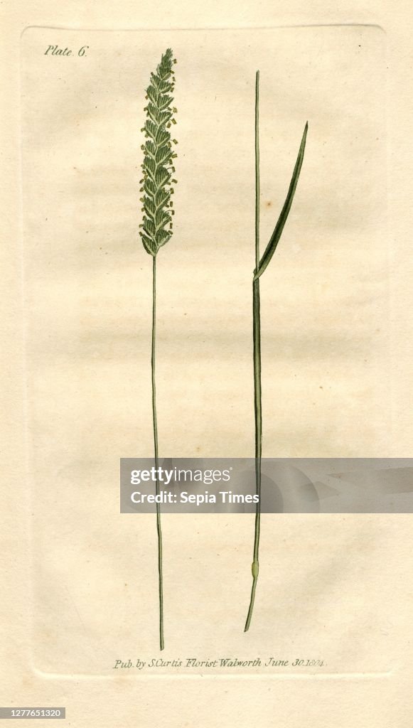 Crested Dogs-Tail Grass