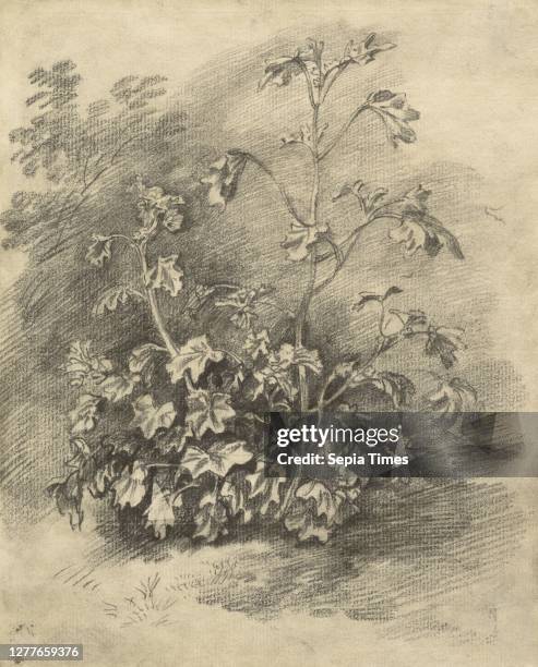 Thomas Gainsborough, English, 1727–1788, Study of Mallows, mid- to late 1750s, Graphite with stumping on white laid paper, with gum fixative, Sheet:...