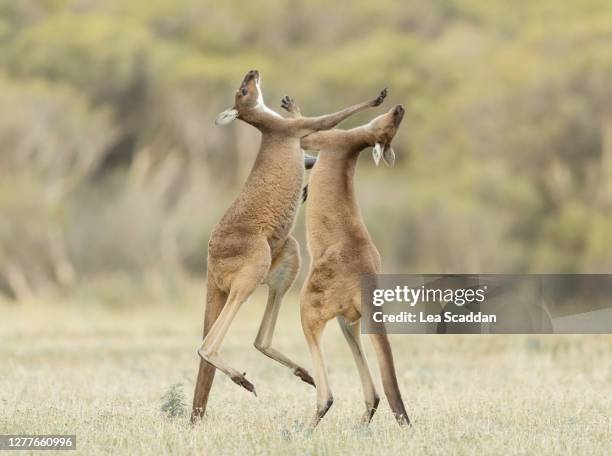 male kangaroos fighting - boxing kangaroo stock pictures, royalty-free photos & images