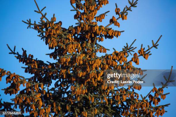 pine cones on sitka spruce (picea sitchensis) - sitkafichte stock-fotos und bilder