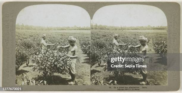 On a great tea plantation. Java, C.H. Graves & Universal Photo Art Co., 1902.