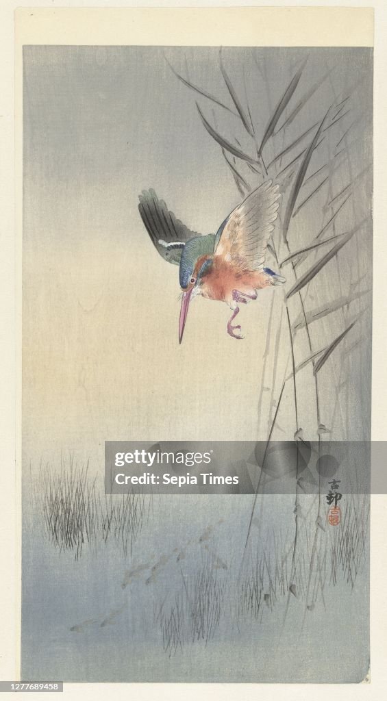 Kingfisher hunting fish, Kingfisher with wings spread on reeds, hunting fish in the water., Ohara Koson (mentioned on object), Japan, 1900 - 361909, paper, colour woodcut, h 345 mm × w 189 mm