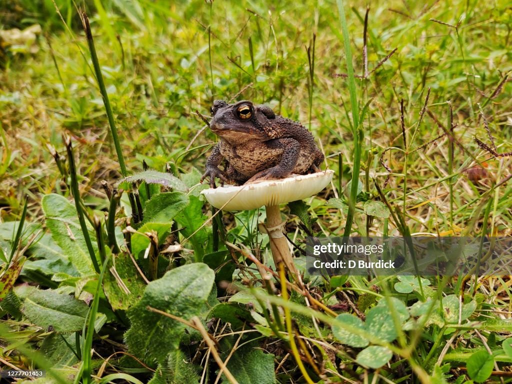 Toad on a stool
