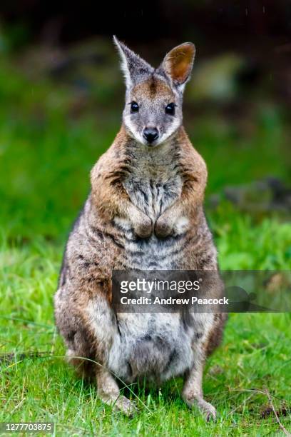 wallaby tammar (macropus eugenii) - wallaby foto e immagini stock