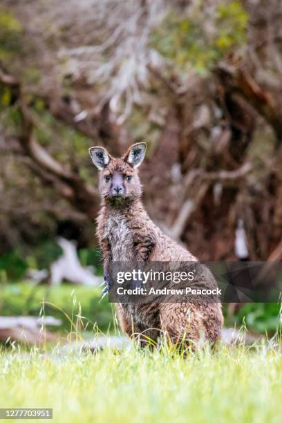 baby kangaroo. the kangaroo island kangaroo (macropus fuliginosus fuliginosus) is a sub-species of the western grey kangaroo (macropus fuliginosus) - kangaroo island australia stock pictures, royalty-free photos & images