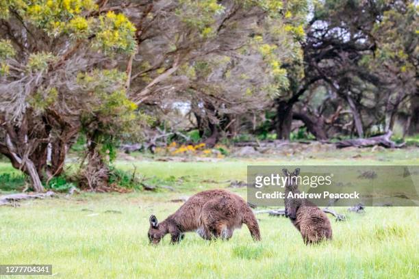 the kangaroo island kangaroo (macropus fuliginosus fuliginosus) is a sub-species of the western grey kangaroo (macropus fuliginosus) - joey stock pictures, royalty-free photos & images