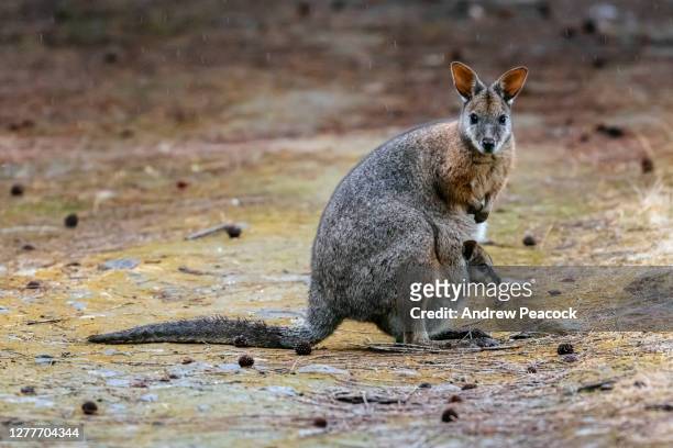 tammar wallaby (macropus eugenii) met joey in het zakje - wallaby stockfoto's en -beelden