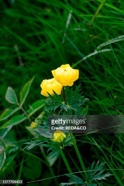 The Globeflower is a herbaceous plant, erect and perennial belonging to the Ranunculaceae family.In May, excursion to Monte Buio in the Antola...