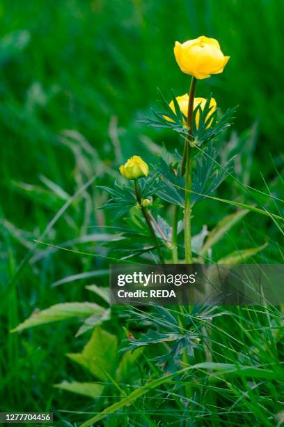 The Globeflower is a herbaceous plant, erect and perennial belonging to the Ranunculaceae family.In May, excursion to Monte Buio in the Antola...