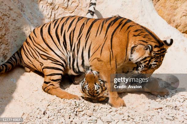 Indochinese tigers playing together in Thailand.