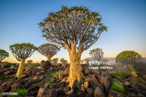 Quiver Tree Forest - Keetmanshoop Namibia.