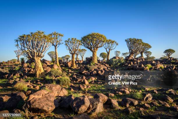 Quiver Tree Forest - Keetmanshoop Namibia.