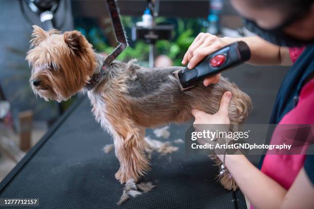 female groomer is giving a haircut in her grooming salon to yorkshire terrier dog - yorkshire terrier playing stock pictures, royalty-free photos & images