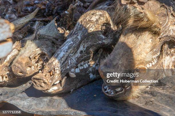 Animal skulls at Faraday market. Used as 'muti' traditional African medicine