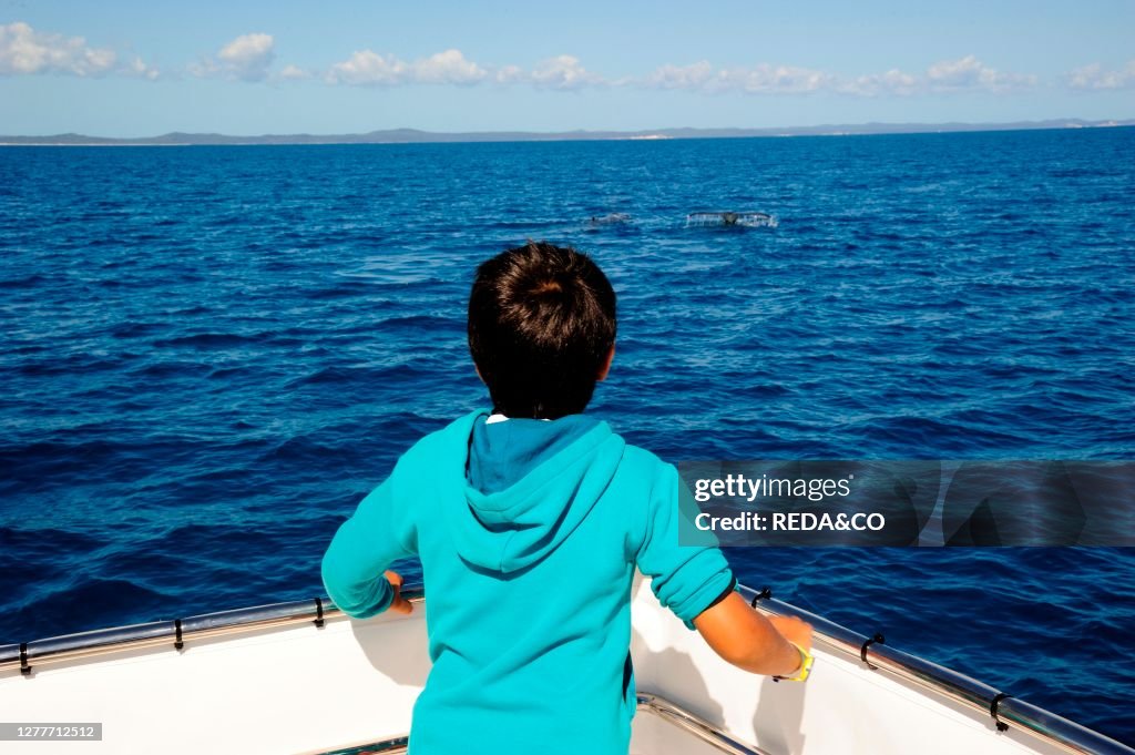 Whale watching with Freedom Whale Watch &amp; Charters www.freedomwhalewatch.com.au, Hervey Bay, Queensland, Australia