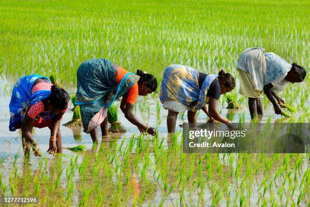 Women planting rice, South India.