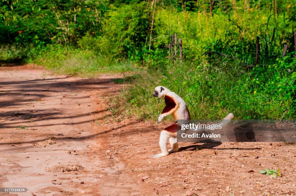 A Coquerel's sifaka (Propithecus coquereli) is leaping over the ground at Anjajavy in Madagascar.