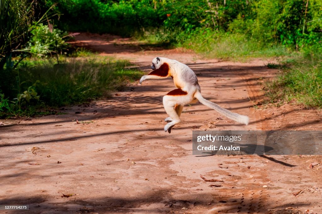 A Coquerel's sifaka (Propithecus coquereli) is leaping over the ground at Anjajavy in Madagascar.